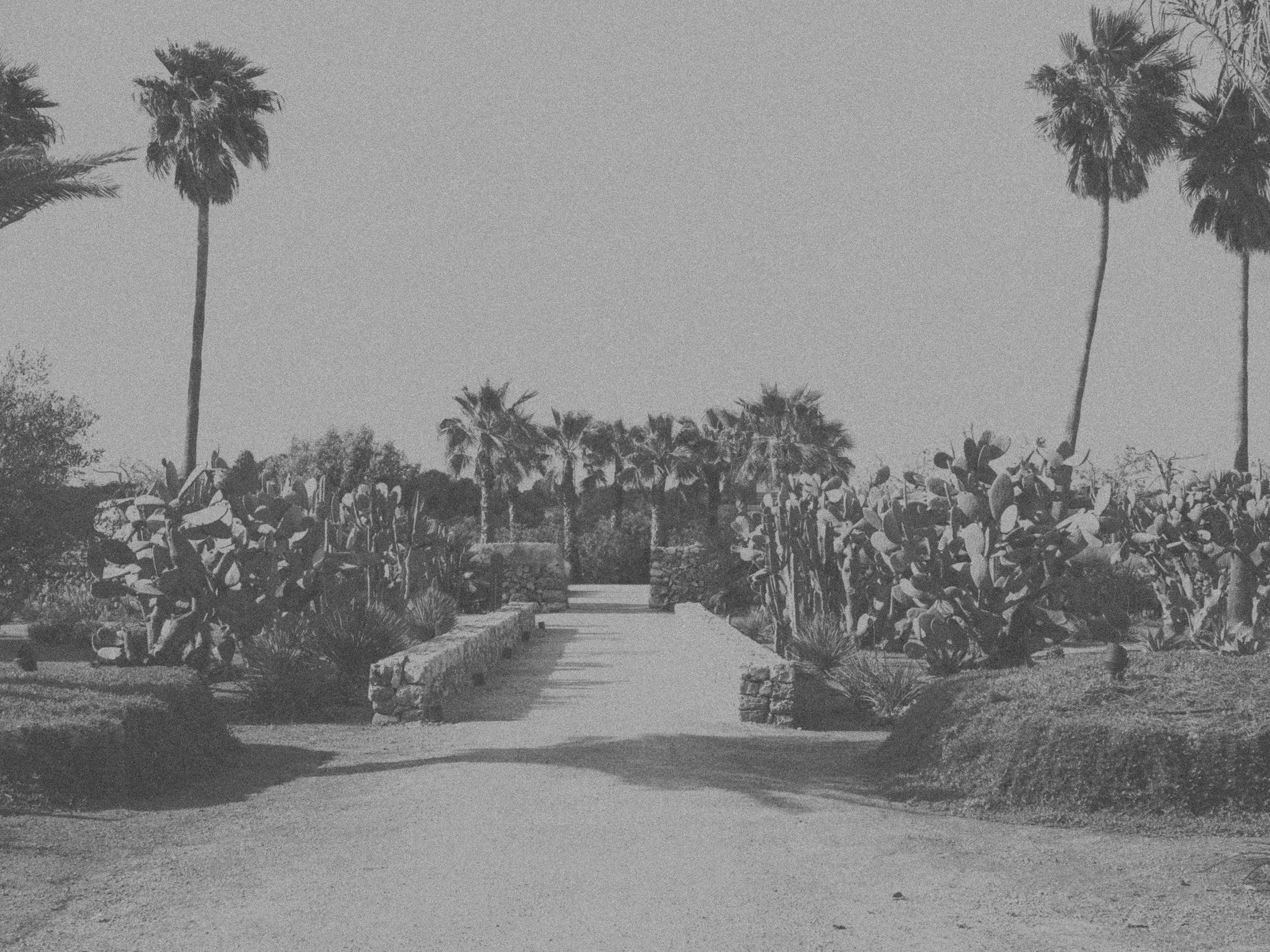Black and white garden path with palm trees